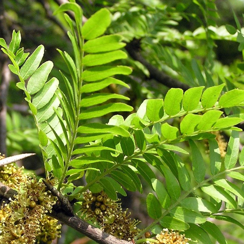 Gleditsia triacanthos - Gleditschie (Foliage)