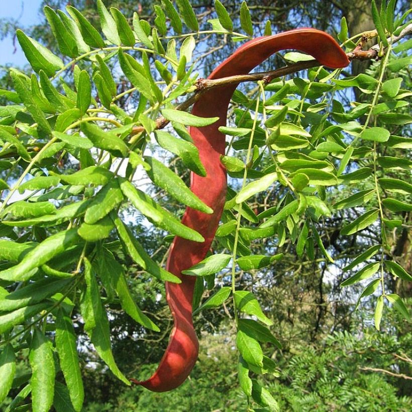 Gleditsia triacanthos - Gleditschie (Harvest)