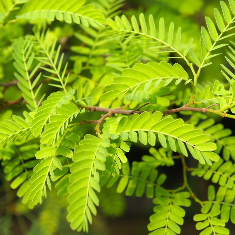 Gleditsia triacanthos Elegantissima - Gleditschie (Foliage)