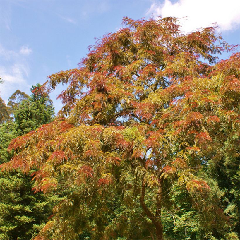 Gleditsia triacanthos f.inermis Rubylace - Gleditschie (Plant habit)