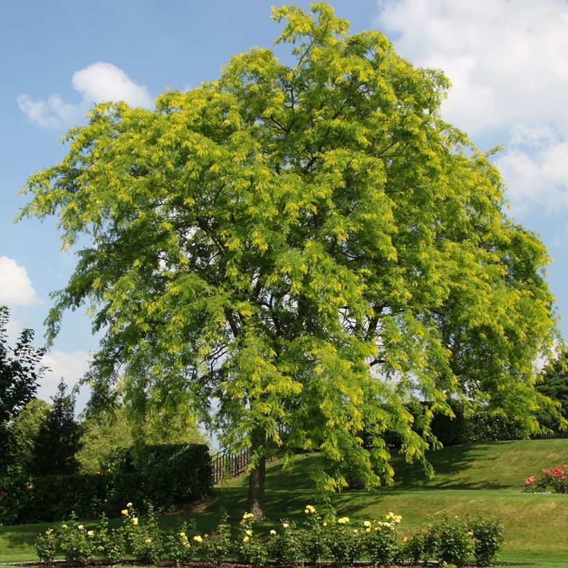 Gleditsia triacanthos f.inermis Shademaster - Gleditschie (Plant habit)