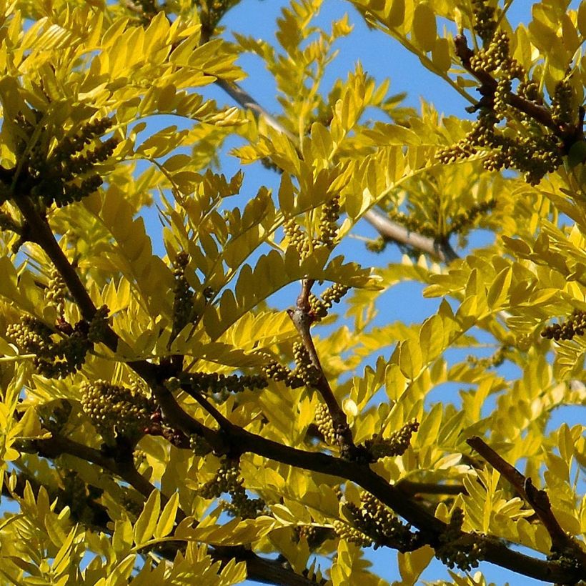 Gleditsia triacanthos f.inermis Shademaster - Gleditschie (Foliage)