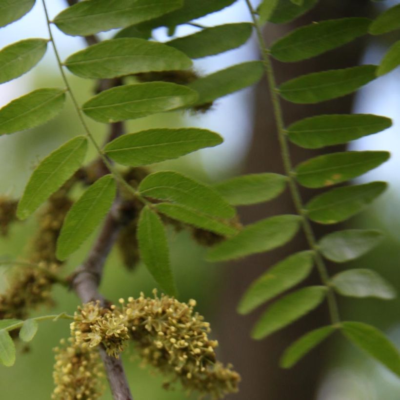 Gleditsia triacanthos f.inermis Skyline - Gleditschie (Foliage)
