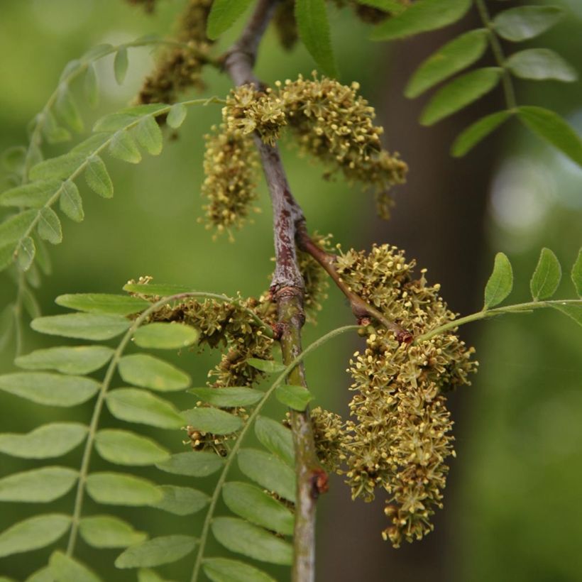 Gleditsia triacanthos f.inermis Skyline - Gleditschie (Flowering)