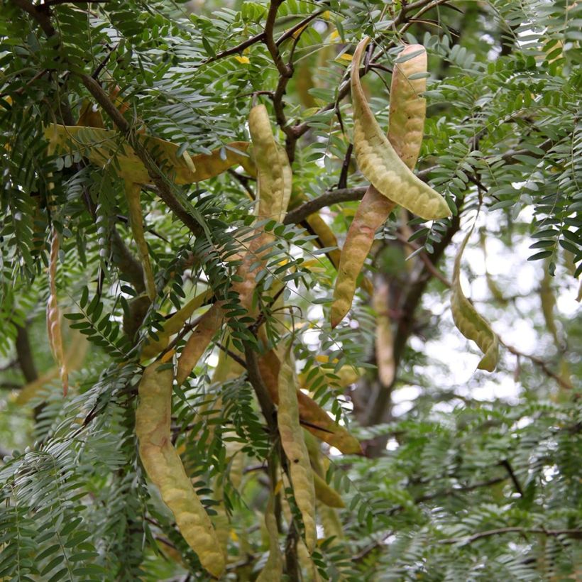 Gleditsia triacanthos f.inermis Skyline - Gleditschie (Harvest)