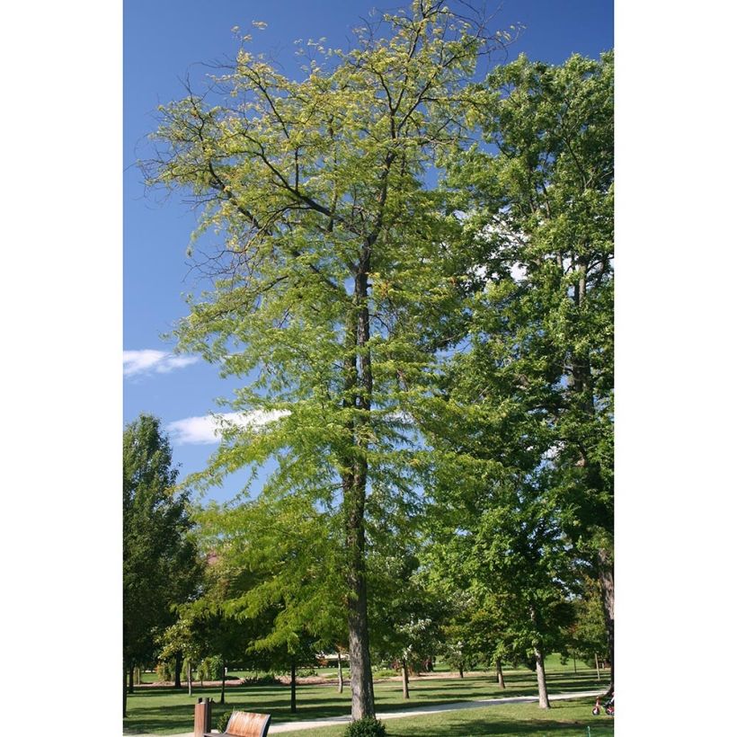 Gleditsia triacanthos f.inermis Skyline - Gleditschie (Plant habit)
