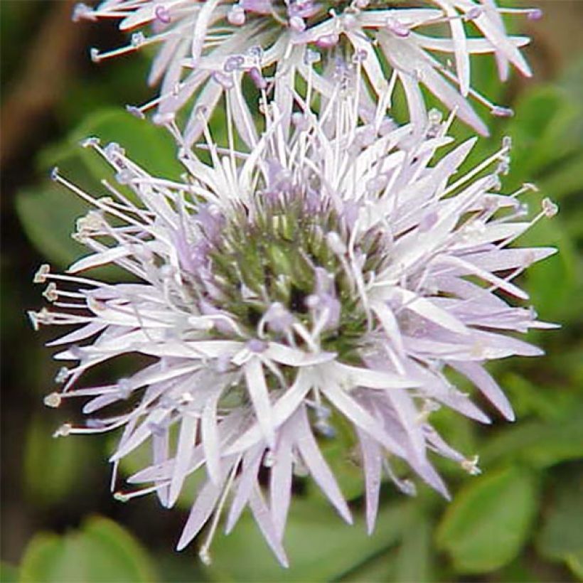 Globularia cordifolia - Kugelblume (Flowering)