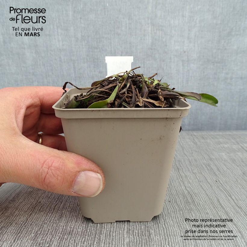 Exemplar von Globularia trichosantha - Kugelblume Kleine Töpfe von 8/9 cm wie im Winter geliefert