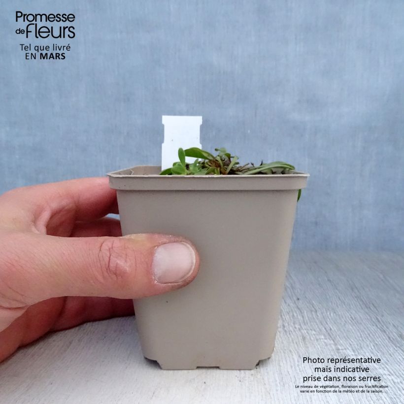 Exemplar von Globularia trichosantha - Kugelblume Kleine Töpfe von 8/9 cm wie im Frühjahr geliefert