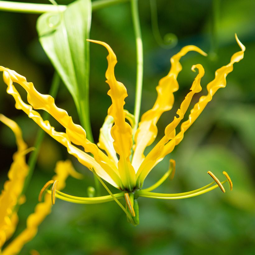 Gloriosa lutea Lutea - Ruhmeskrone (Flowering)
