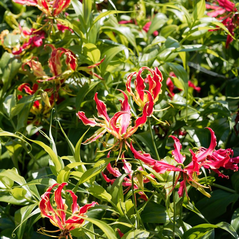 Gloriosa superba var. rothschildiana - Ruhmeskrone (Plant habit)