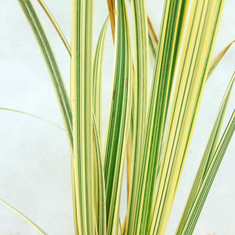 Glyceria maxima Variegata - Wasserschwaden (Foliage)