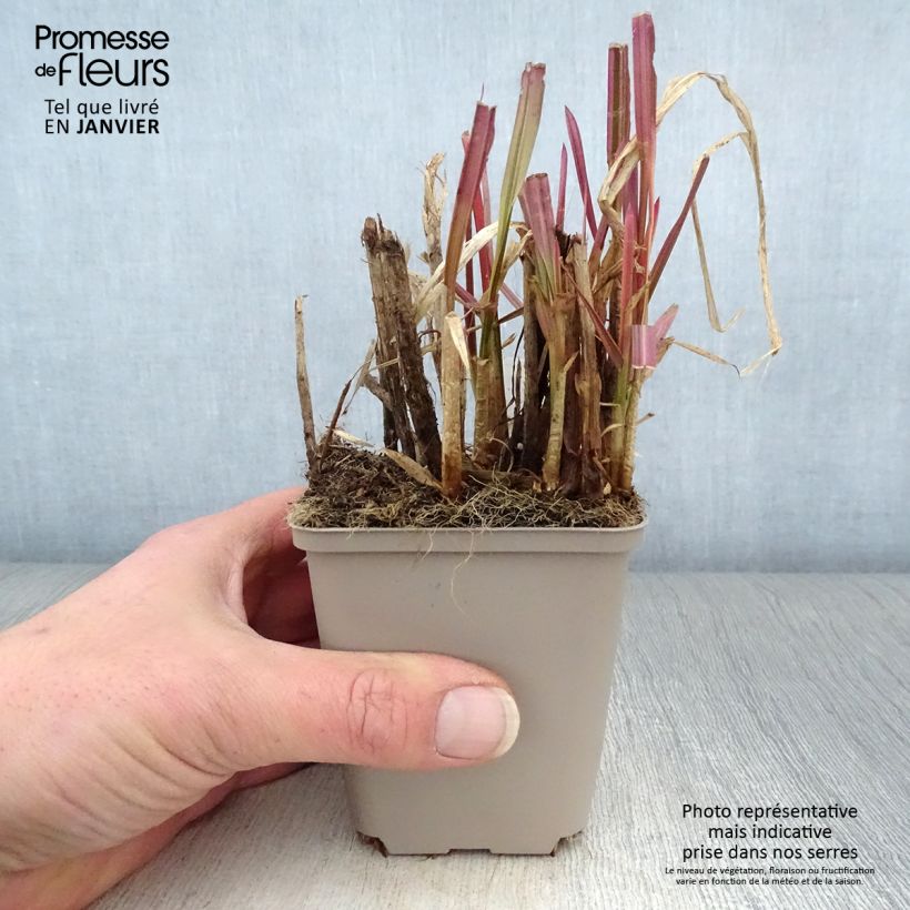 Exemplar von Glyceria maxima Variegata - Wasserschwaden Kleine Töpfe von 8/9 cm wie im Winter geliefert