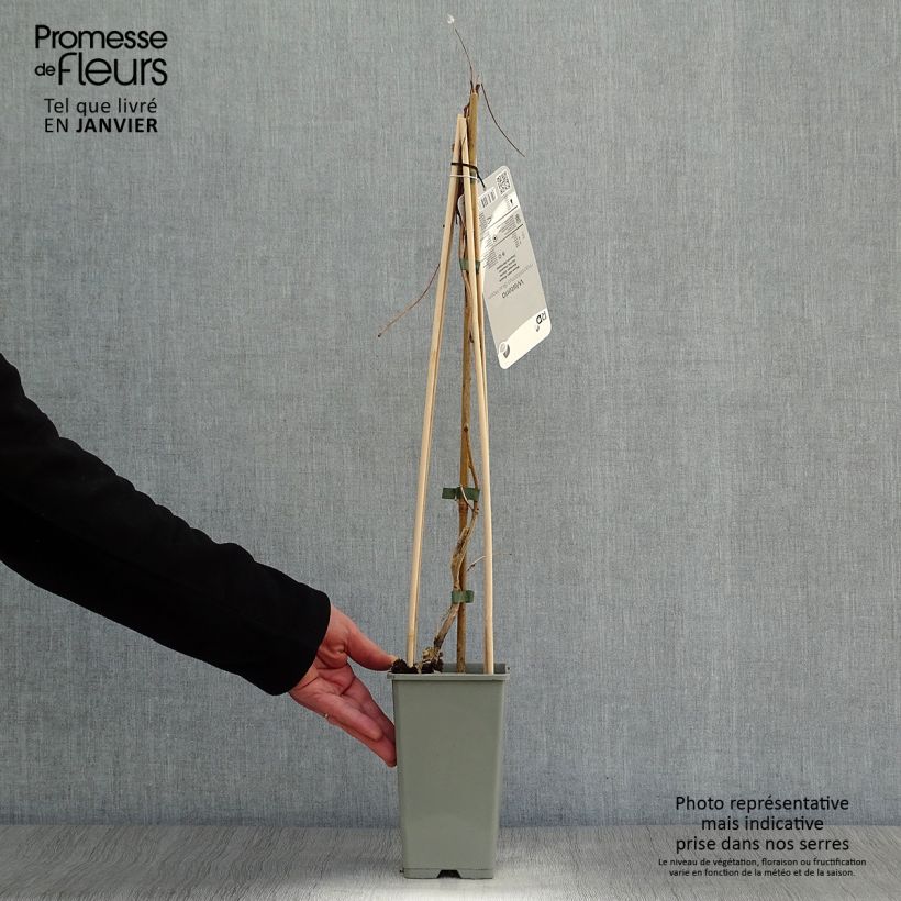 Exemplar von Wisteria frutescens var. macrostachya Blue Moon - Blauregen Topf mit 2L/3L wie im Winter geliefert