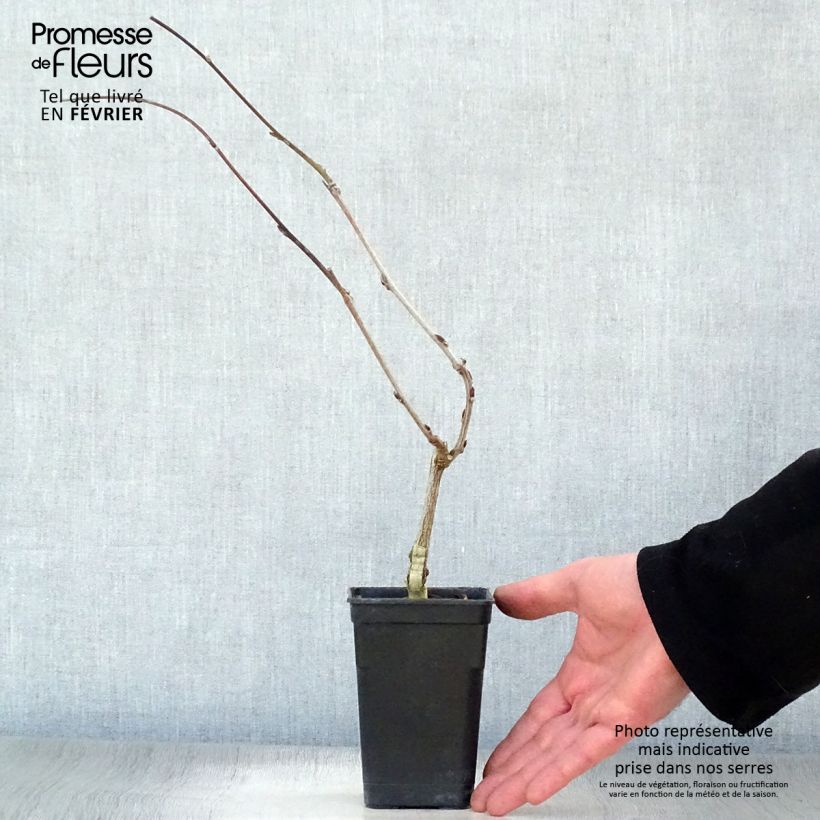 Exemplar von Wisteria venusta Grande Diva Barbara - Blauregen Topf mit 1L/1,5L wie im Winter geliefert