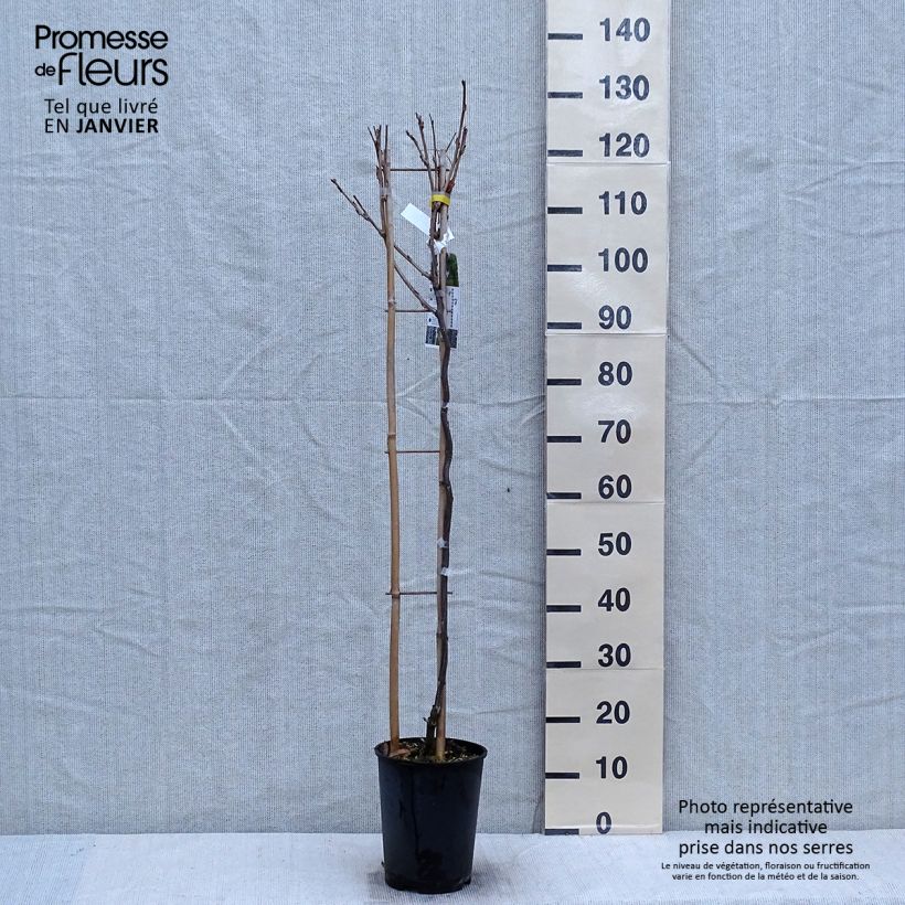 Example of Wisteria venusta Grande Diva Cecilia - Blauregen Topf mit 4L/5L as you get in hiver