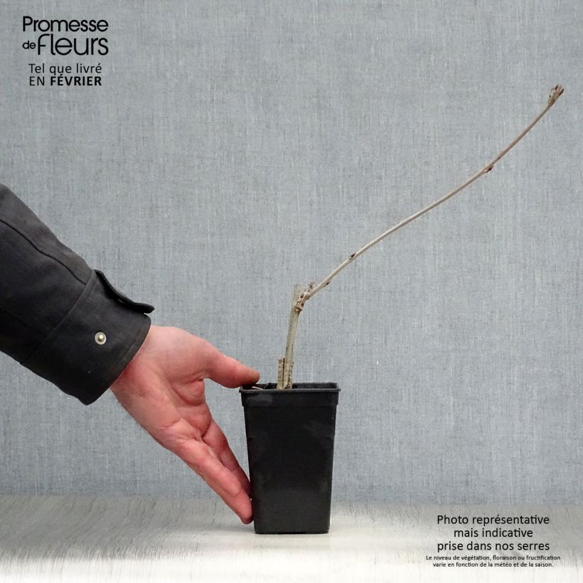 Exemplar von Wisteria venusta Grande Diva Maria - Blauregen Topf mit 1L/1,5L wie im Winter geliefert