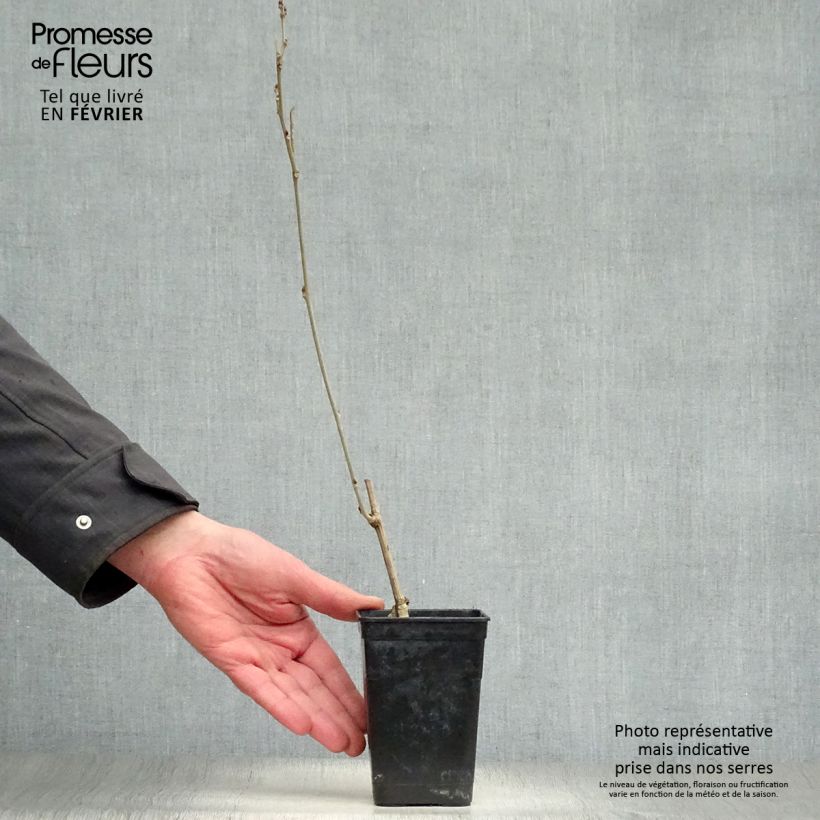 Exemplar von Wisteria venusta Grande Diva Nathalie - Blauregen Topf mit 1L/1,5L wie im Winter geliefert