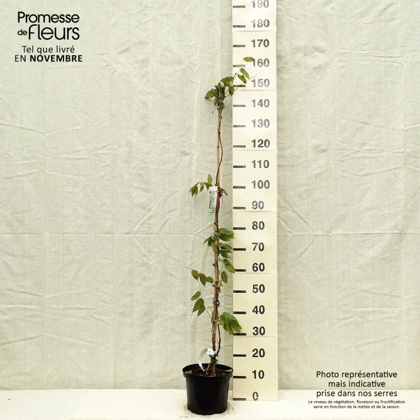 Example of Wisteria brachybotrys White Silk - Blauregen Topf mit 4L/5L as you get in automne