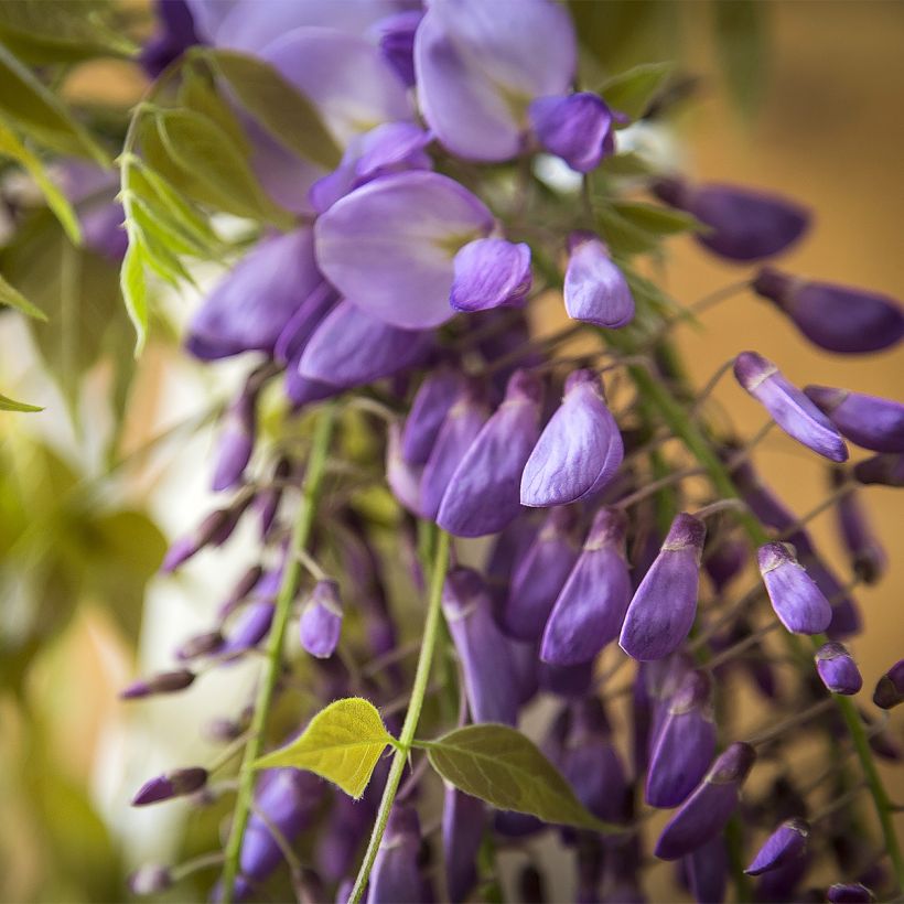 Wisteria brachybotrys Yokohama Fuji - Blauregen (Flowering)