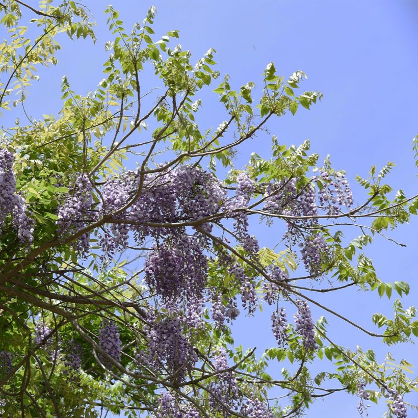 Wisteria brachybotrys Yokohama Fuji - Blauregen (Plant habit)