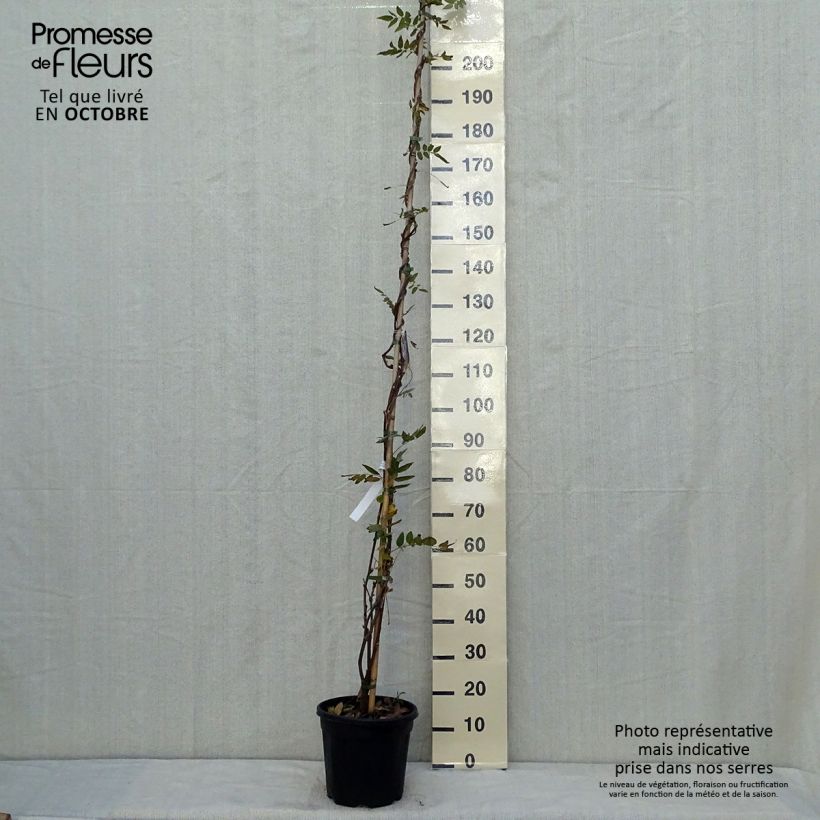 Example of Wisteria brachybotrys Yokohama Fuji - Blauregen Topf mit 7,5L/10L as you get in automne