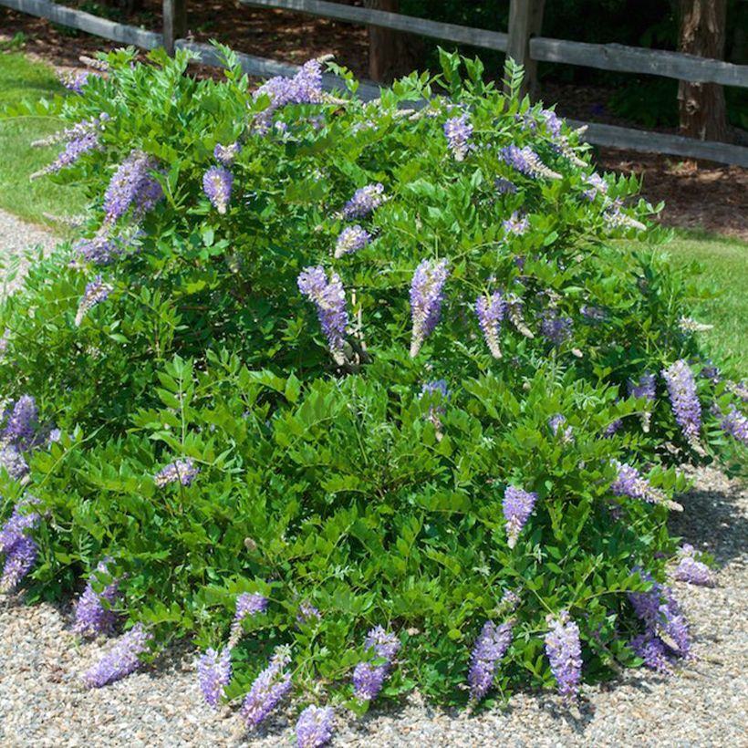 Wisteria macrostachya Aunt Dee - Blauregen (Plant habit)