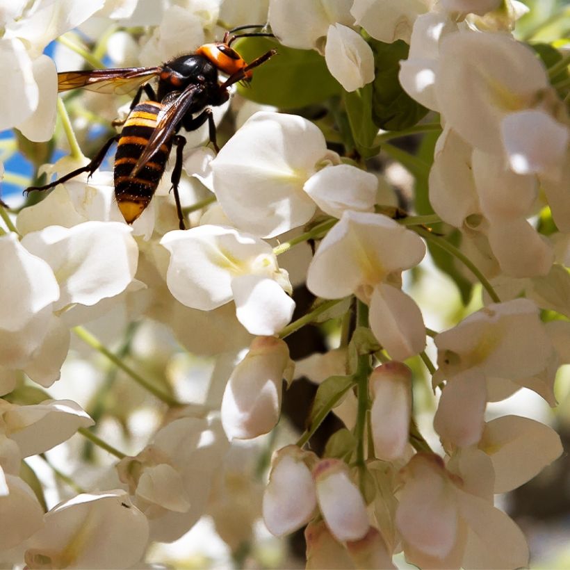 Wisteria frutescens var. macrostachya Clara Mack - Blauregen (Flowering)