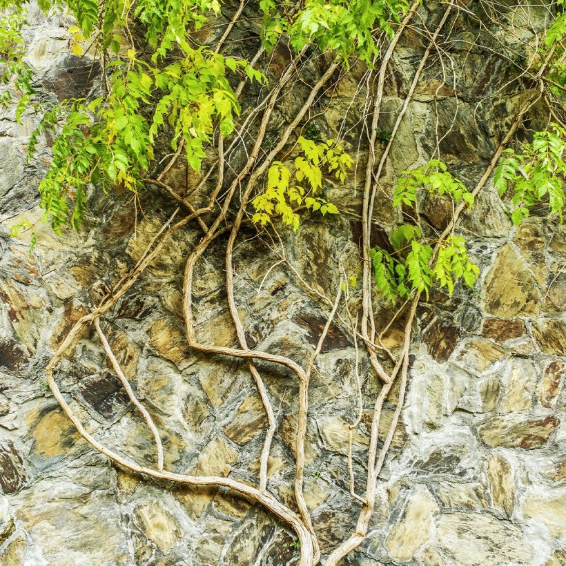 Wisteria frutescens var. macrostachya Clara Mack - Blauregen (Plant habit)