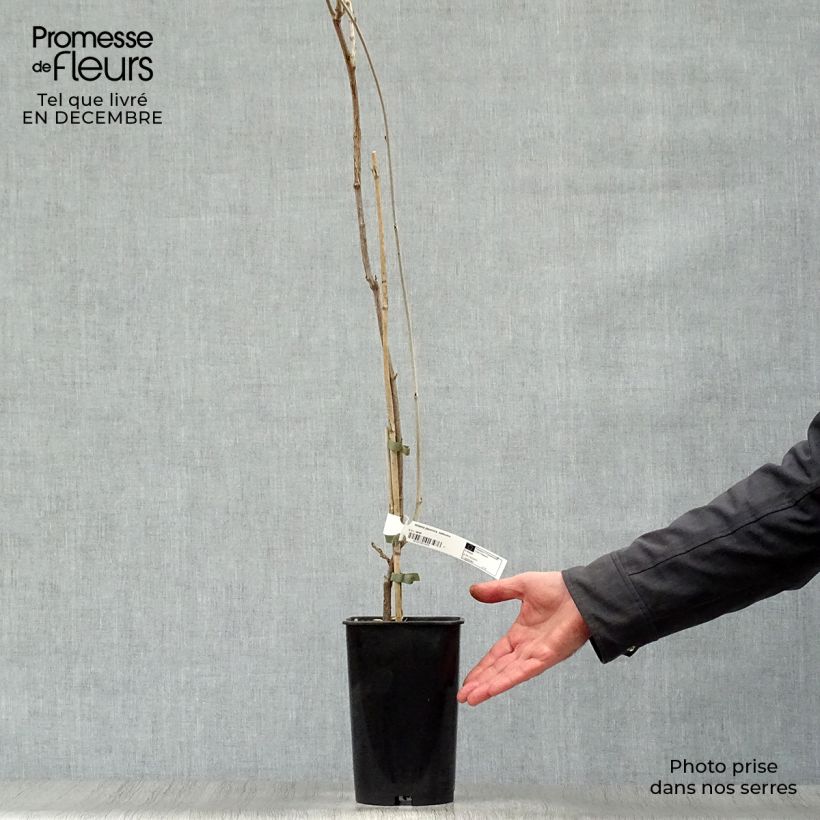 Exemplar von Millettia japonica Satsuma - Zwerg Blauregen Topf mit 2L/3L wie im Winter geliefert