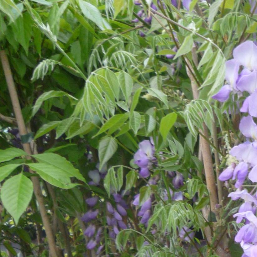 Wisteria sinensis Caroline - Chinesische Glyzinie (Foliage)