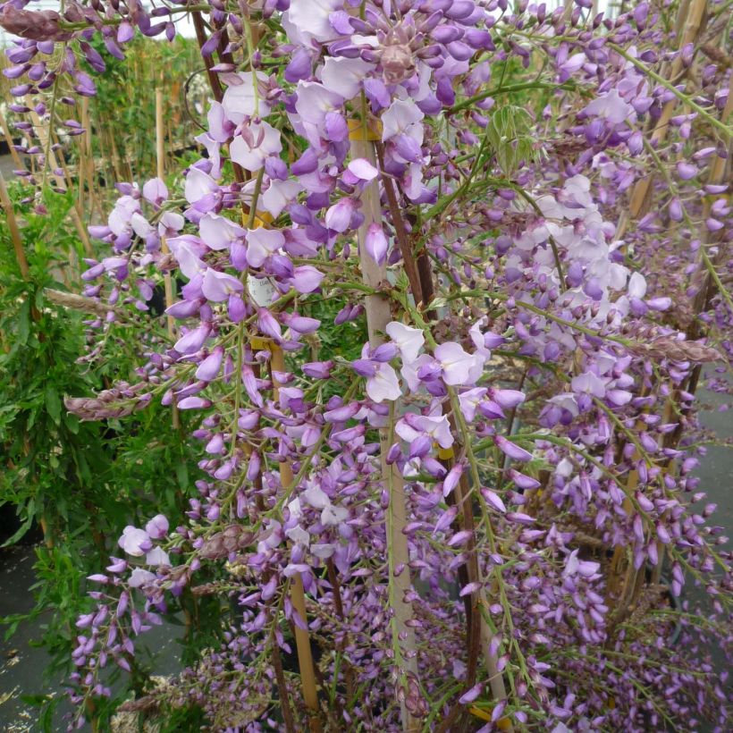 Wisteria sinensis Caroline - Chinesische Glyzinie (Flowering)