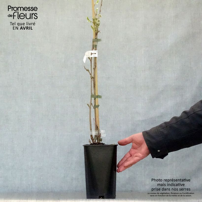 Exemplar von Wisteria sinensis Caroline - Chinesische Glyzinie Topf mit 2L/3L wie im Frühjahr geliefert