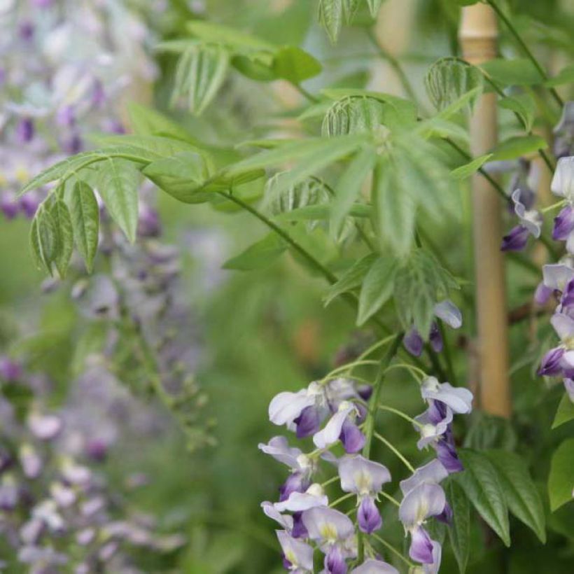 Wisteria sinensis Prolific - Chinesische Glyzinie (Foliage)