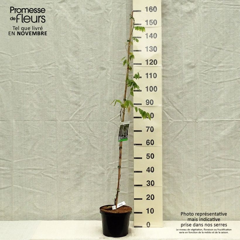 Example of Wisteria sinensis Alba - Chinesische Glyzinie Topf mit 3L/4L as you get in automne