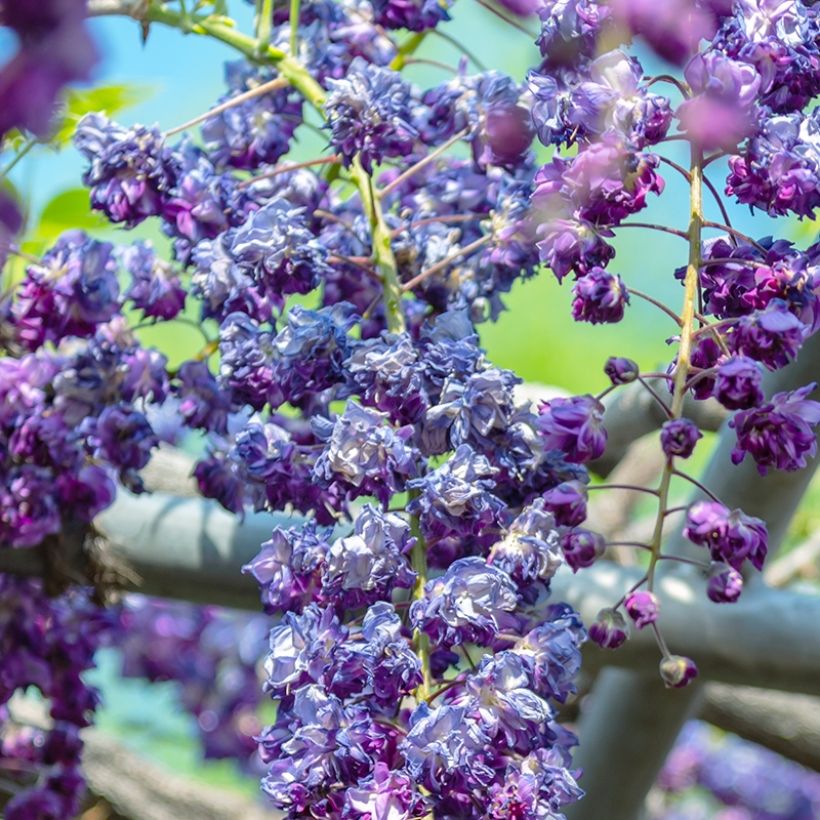 Wisteria sinensis Flore Pleno - Chinesische Glyzinie (Flowering)