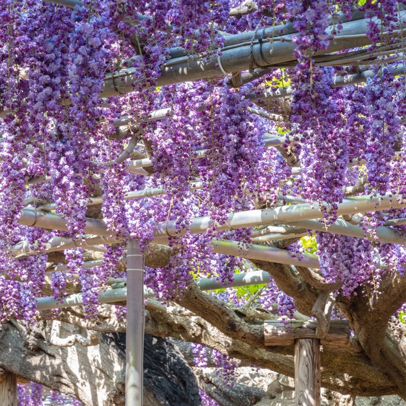 Wisteria sinensis Flore Pleno - Chinesische Glyzinie (Plant habit)