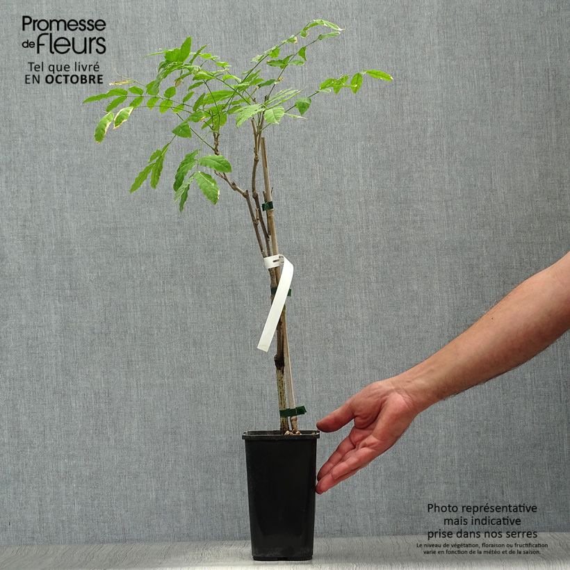 Example of Wisteria sinensis Prolific - Chinesische Glyzinie Topf mit 1,5L/2L as you get in automne