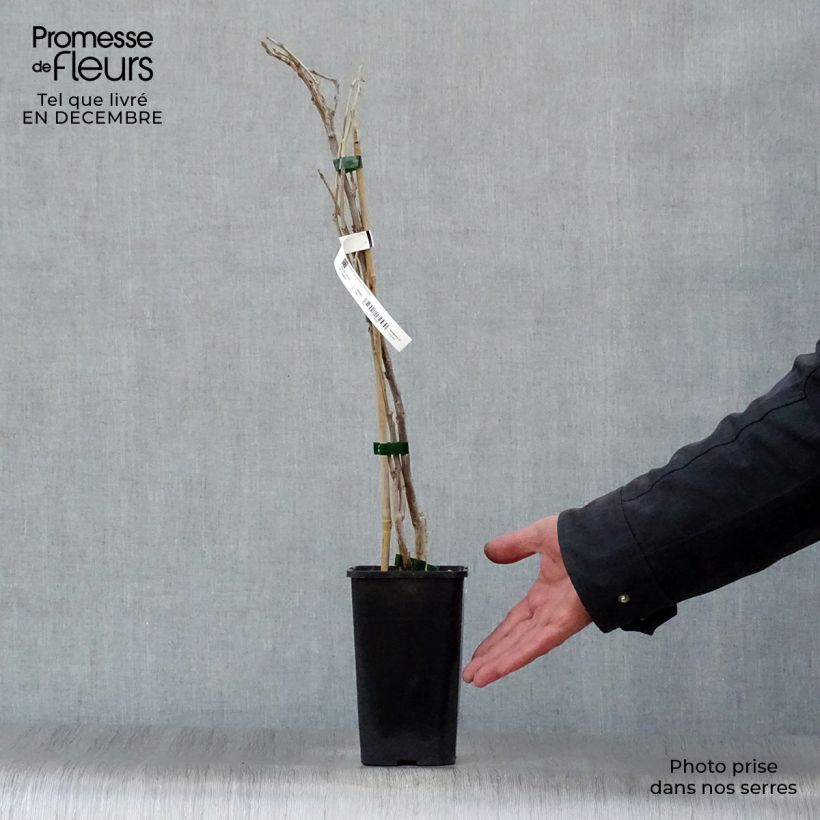 Exemplar von Wisteria sinensis Prolific - Chinesische Glyzinie Topf mit 1,5L/2L wie im Winter geliefert