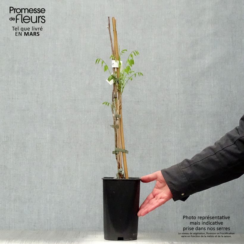 Exemplar von Millettia japonica Satsuma - Zwerg Blauregen Topf mit 2L/3L wie im Frühjahr geliefert