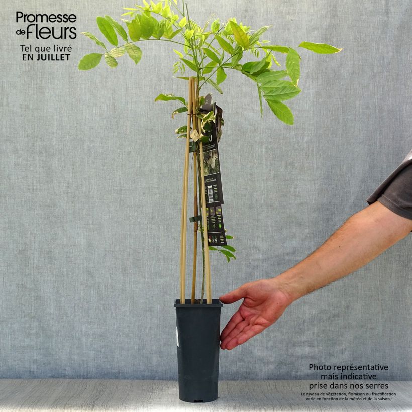 Exemplar von Wisteria floribunda Alba - Reichblütige Glyzinie Topf mit 1,5L/2L wie im Sommer geliefert
