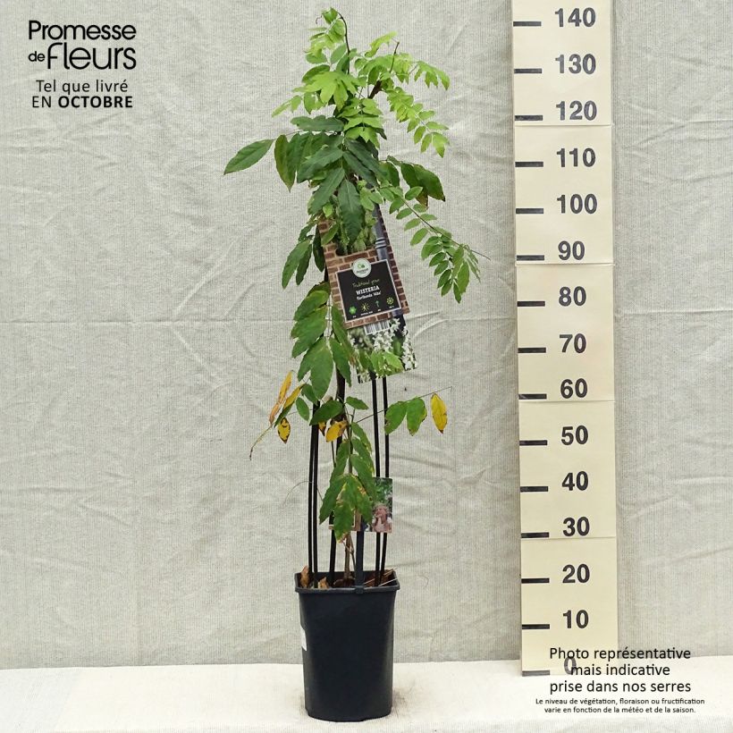 Example of Wisteria floribunda Alba - Reichblütige Glyzinie Topf mit 3L/4L as you get in automne