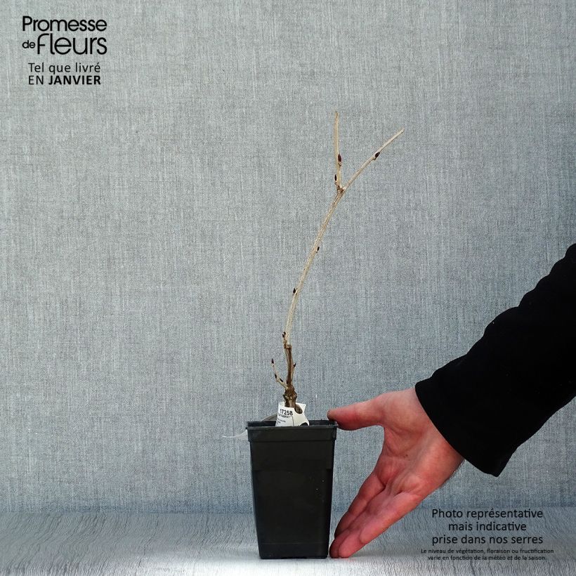 Exemplar von Wisteria floribunda Macrobotrys - Reichblütige Glyzinie Kleine Töpfe von 8/9 cm wie im Winter geliefert