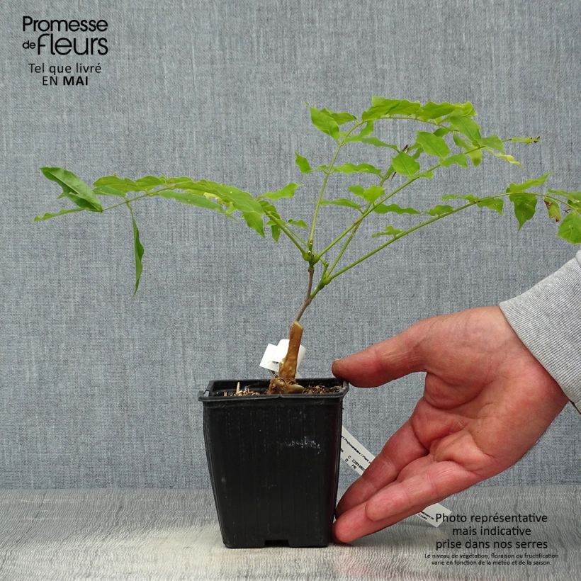 Exemplar von Wisteria floribunda Macrobotrys - Reichblütige Glyzinie Kleine Töpfe von 8/9 cm wie im Frühjahr geliefert