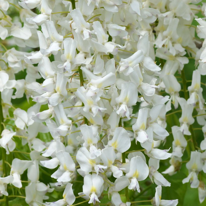 Wisteria floribunda Shiro-noda - Reichblütige Glyzinie (Flowering)