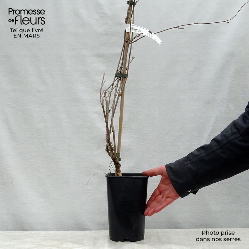 Exemplar von Wisteria floribunda Violacea Plena - Reichblütige Glyzinie Topf mit 2L/3L wie im Frühjahr geliefert