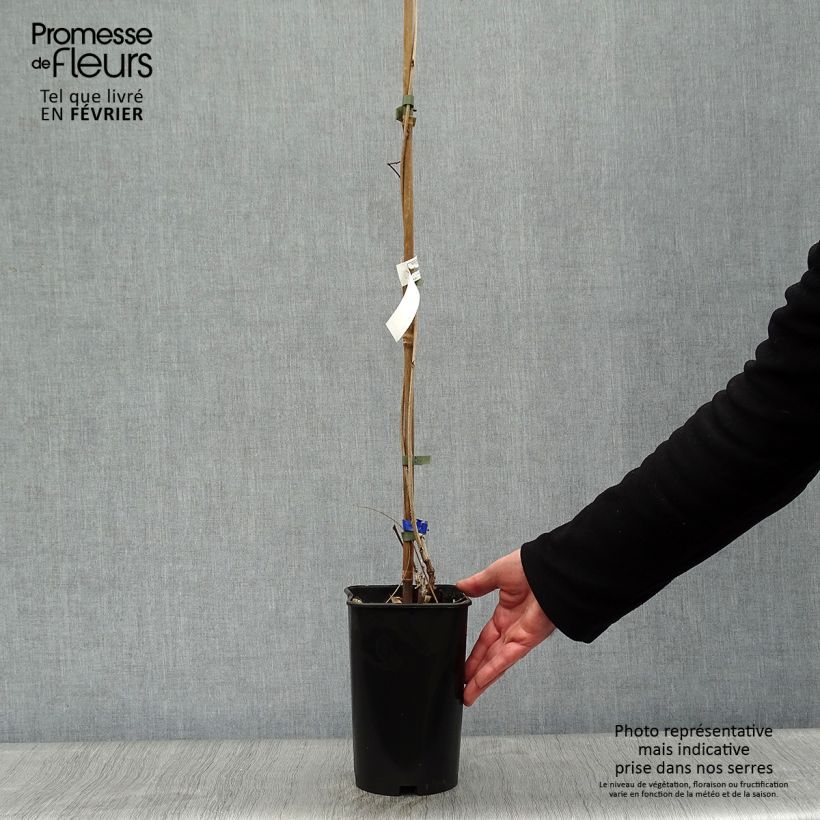 Exemplar von Wisteria floribunda Violacea Plena - Reichblütige Glyzinie Topf mit 2L/3L wie im Winter geliefert