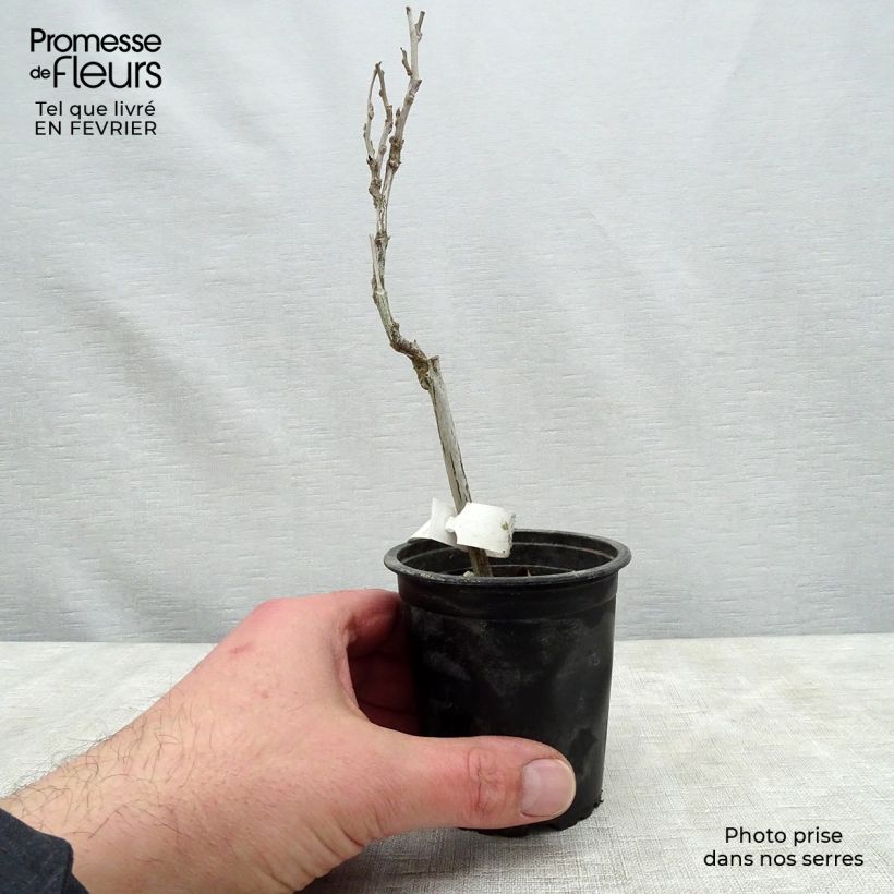 Exemplar von Wisteria floribunda - Reichblütige Glyzinie Kleine Töpfe von 8/9 cm wie im Winter geliefert