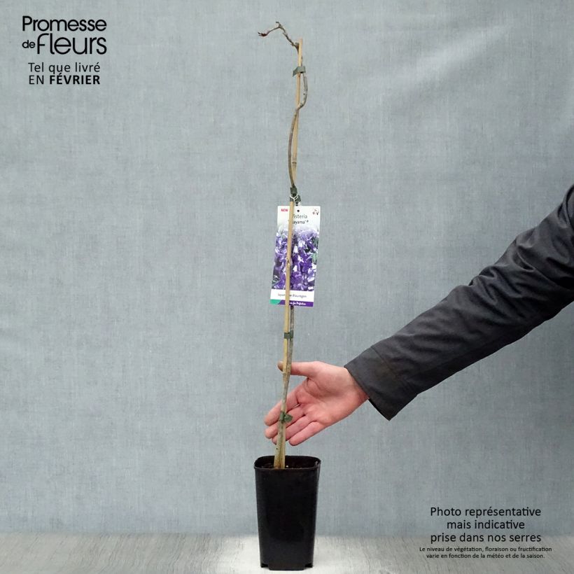 Exemplar von Wisteria venusta Okayama - Blauregen Topf mit 2L/3L wie im Winter geliefert