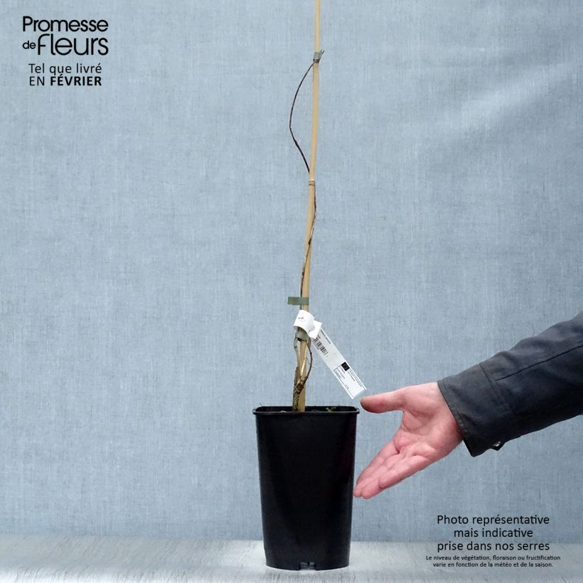 Exemplar von Wisteria venusta - Blauregen Topf mit 2L/3L wie im Winter geliefert